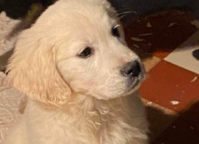 CHIOT 3